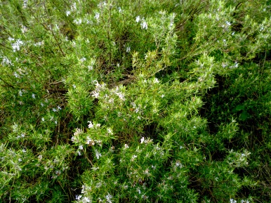 flowering romarin