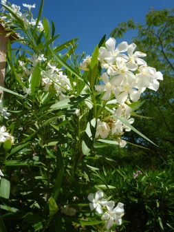 white oleander