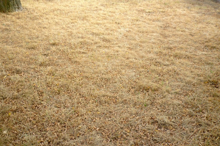 dry-grass