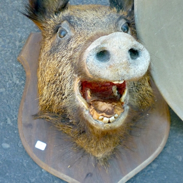 boar head